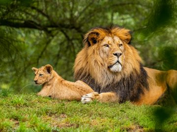 two lions under a tree