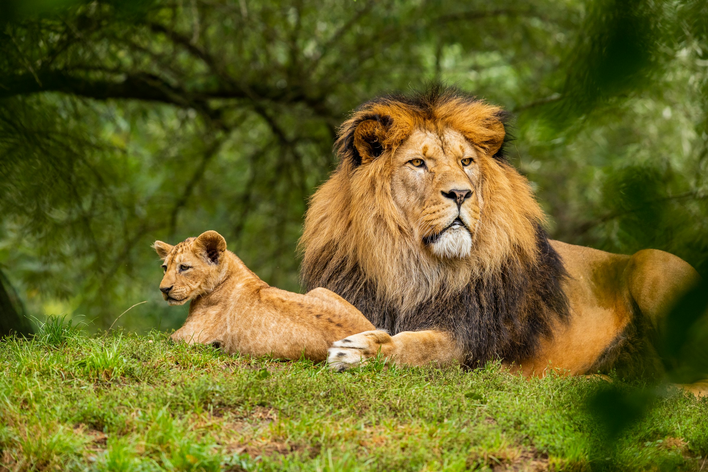 two lions under a tree